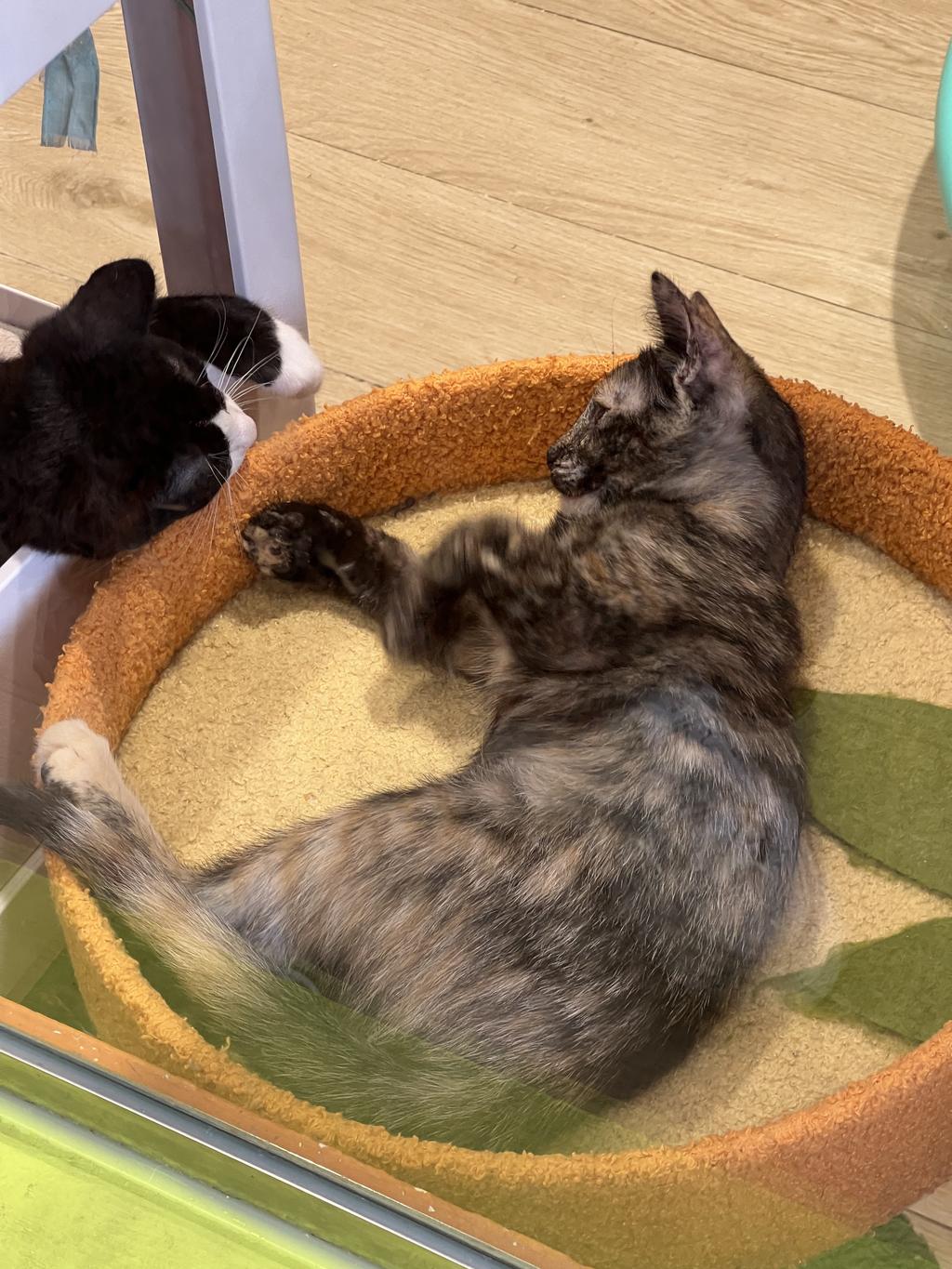 Dos gatos pequeños en adopción jugando