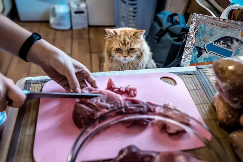 Raw Pet Food on the Brink of a Revolution
