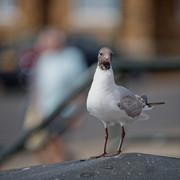 IMG-2453-Dx-O