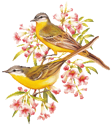 birds