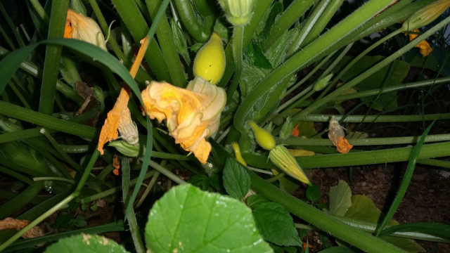 20170603 071530