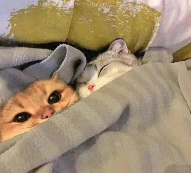 Meow-Meow