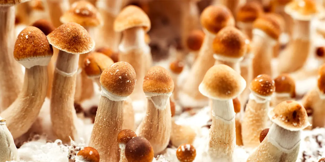 Psilocybin Therapy Shows Hope for Depression