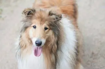 The Best Supplements for Collie Puppies