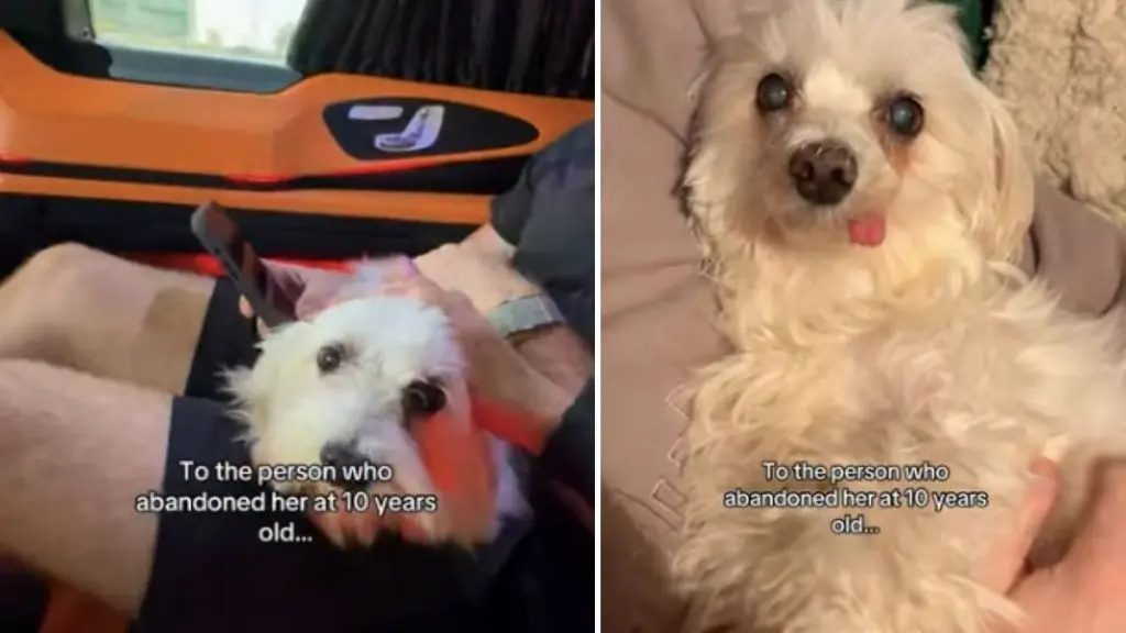 Old Dog Finds Joyful Home After Difficult Past