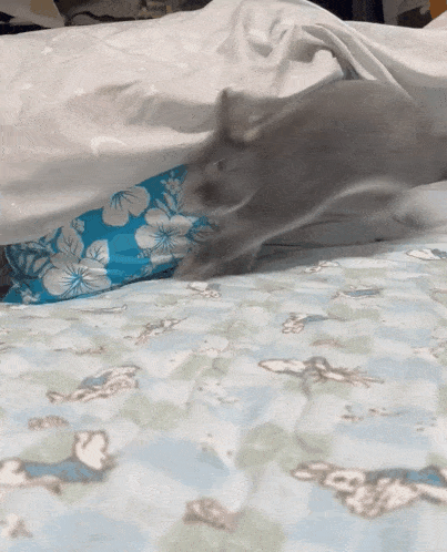 bunny-jump.gif
