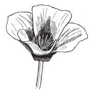 drawing marker flower 12