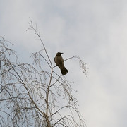 IMG_4384