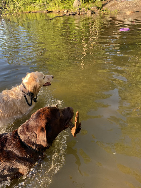 111-E9-D8-C-C435-4-DEB-A64-F-31271-DC716