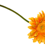 VC-Incantation-El59