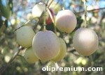 Olive White White Olives, Blanqueta olive tree