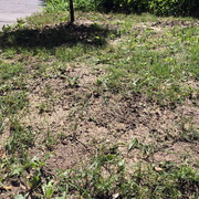 IMG-7250