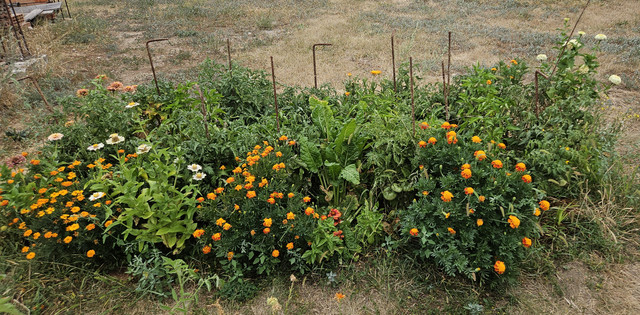 Dwarf-tomatoes