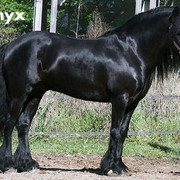 Harry-1-onyx