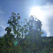 P1330986