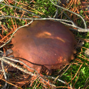 IMG-0370