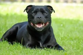 Healthy Joints for Staffordshire Bull Terriers