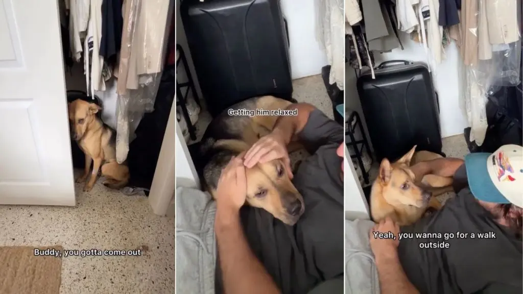 Rescue Dog Avoids Car Ride, Hides in Closet
