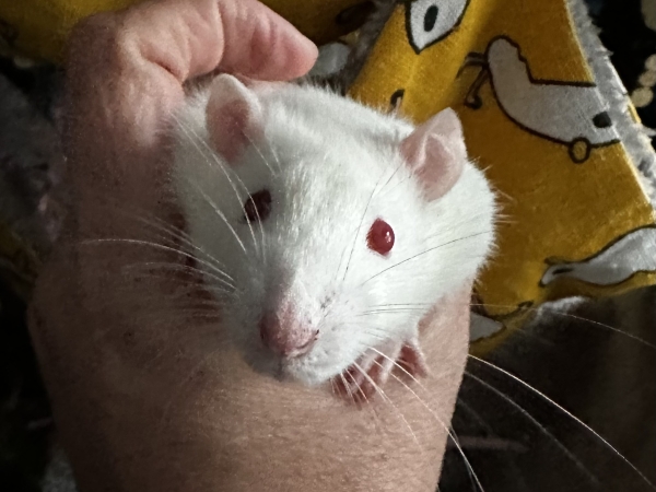 Dudley