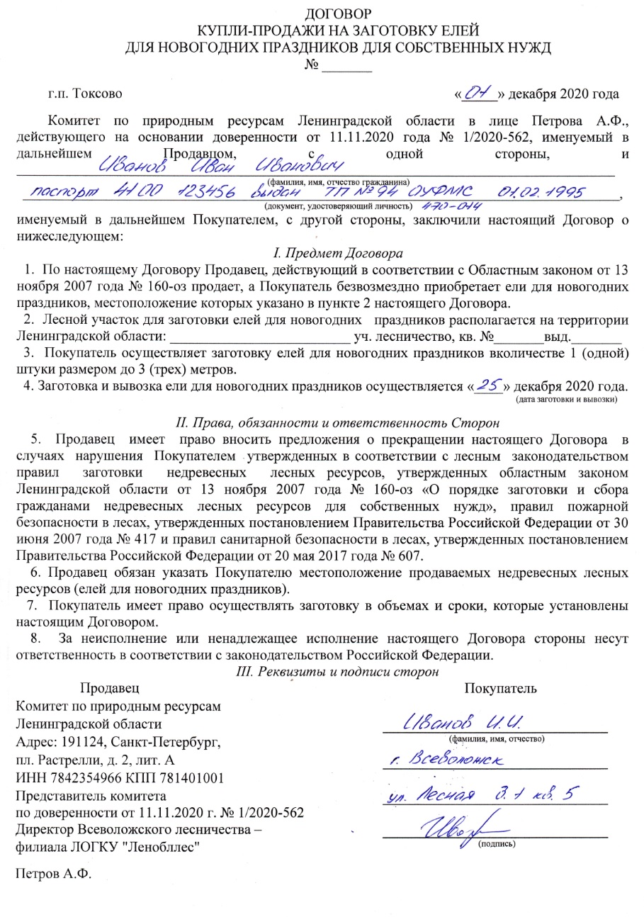Заготовка Новогодних Елей