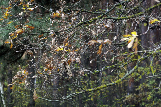 DSC7671.jpg