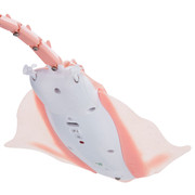 R11-Pink-1