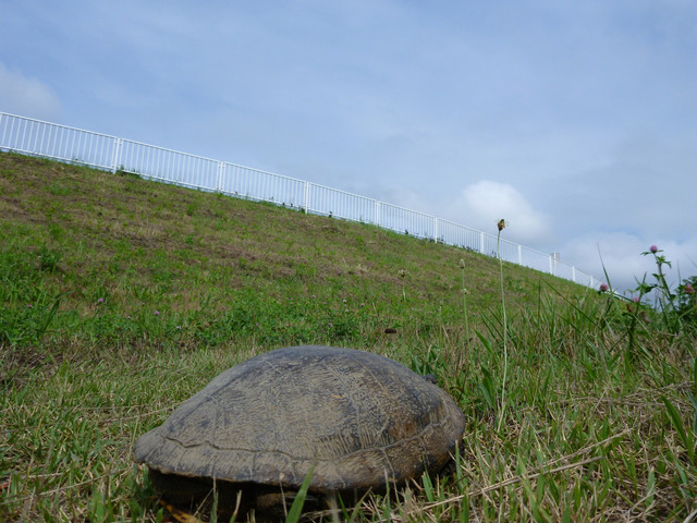 2013-06-17-12