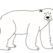 Polar Bear