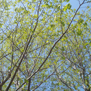 DSC-0051