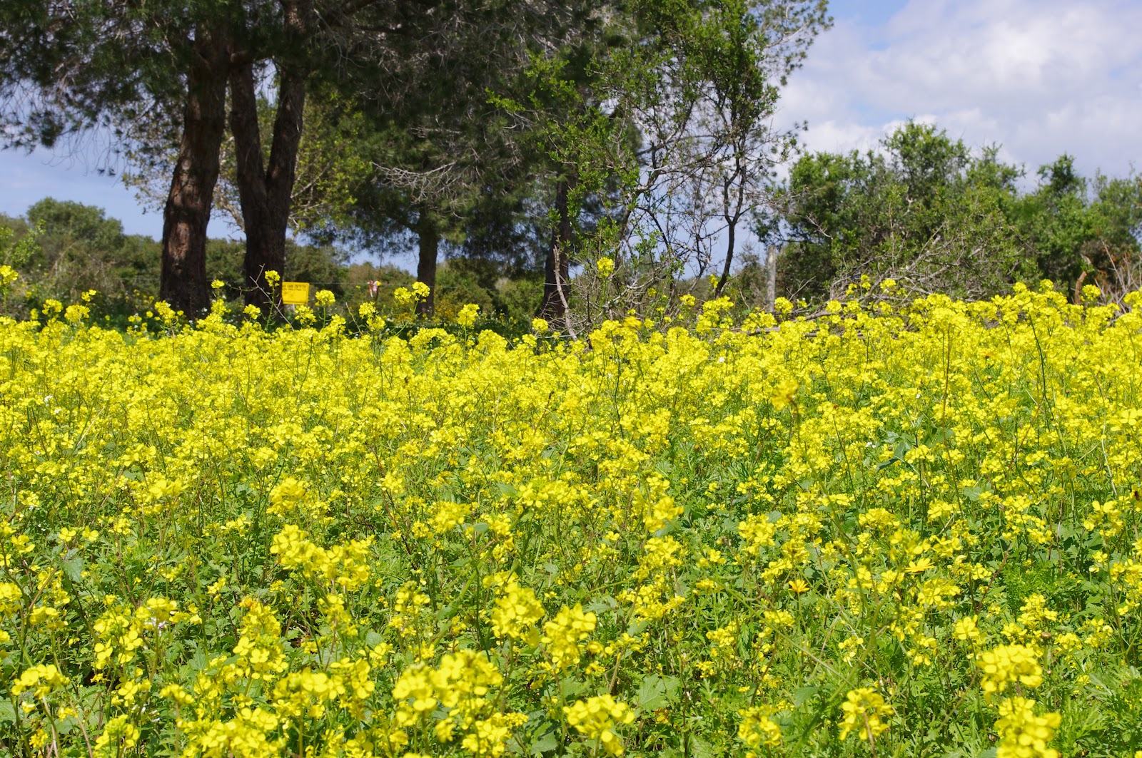 Mustard-R.jpg