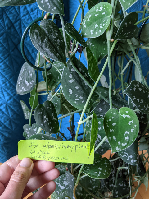 Scindapsus pictus.jpg