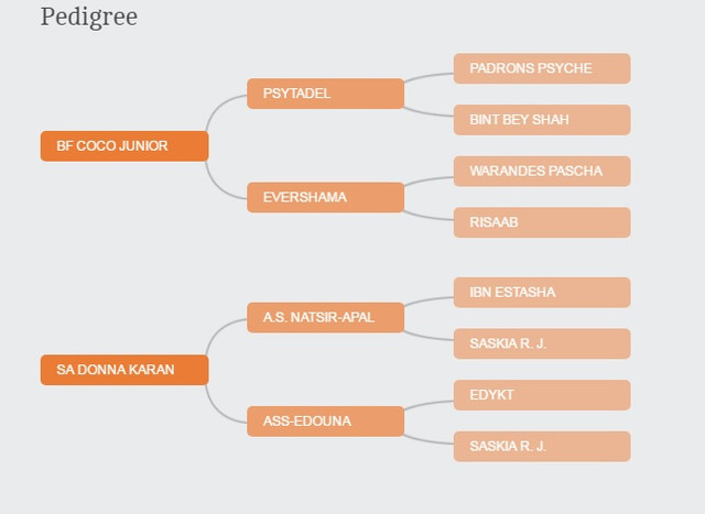 pedigree 1