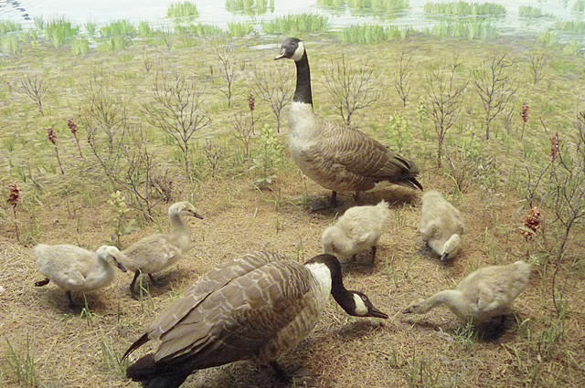 Canada Goose.jpg