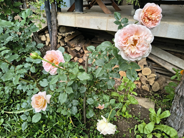 abraham darby.jpg