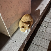 IMG-6265