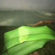 leafband