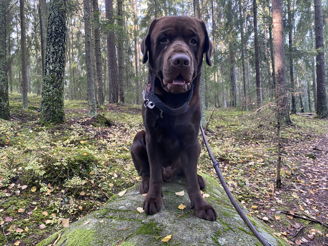 A21-C8334-6-E19-41-DD-BD57-31-B7-FB3-C4-