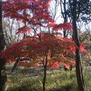 IMG-20221215-131237