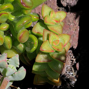 IMG-8103