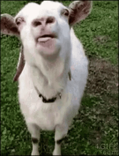 Goat-Tongue-GIF.gif