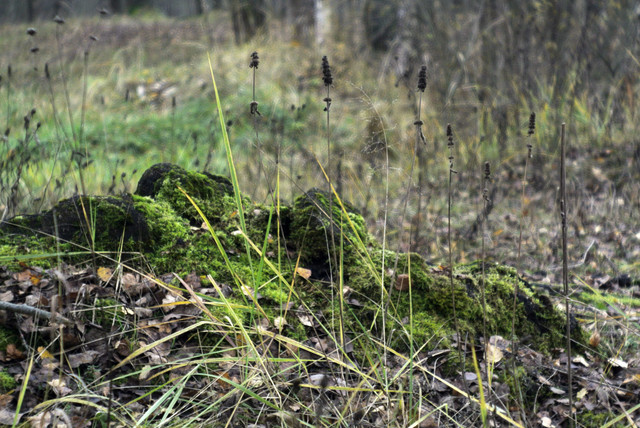 DSC7682.jpg