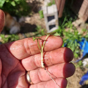 Tiniest-Slip5-11-2024-s