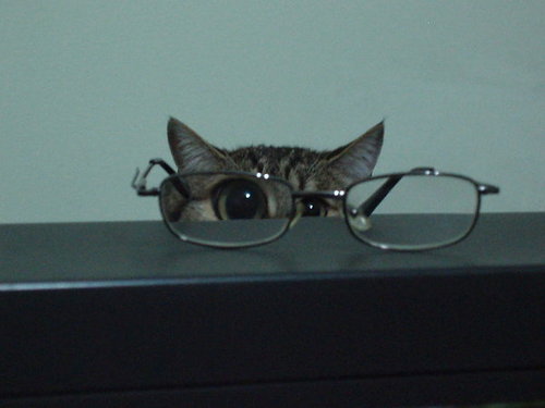 Cat-Glasses.jpg