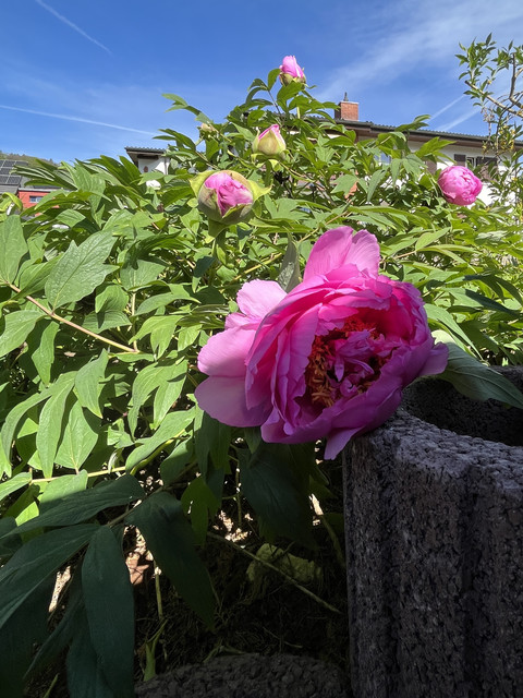 IMG-4916