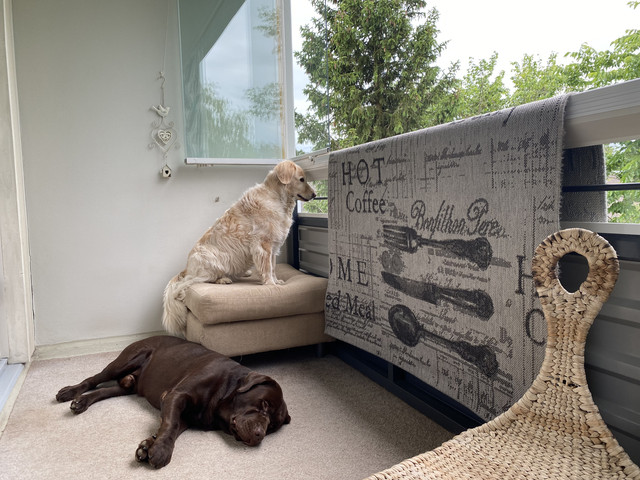 EA46803-D-832-E-4489-975-B-747708-EEA242