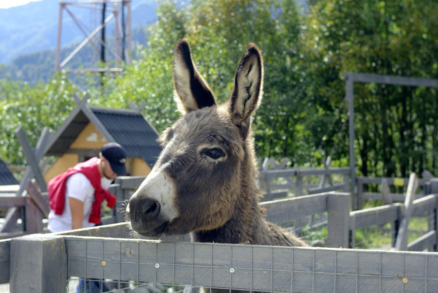 DSC7227.jpg