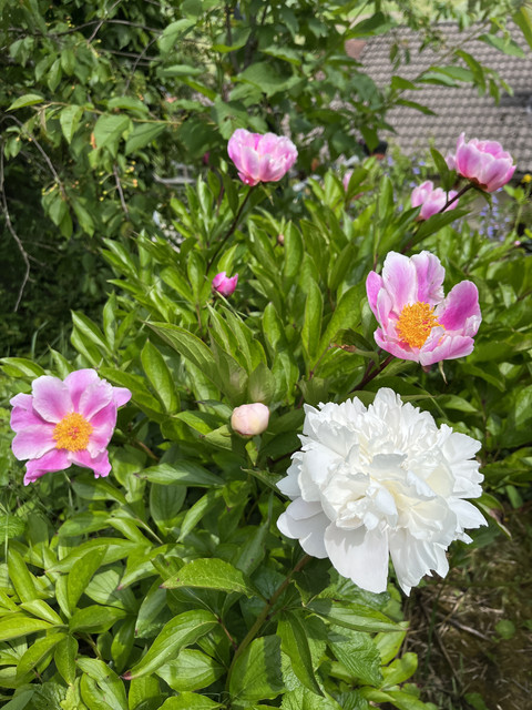IMG-5770