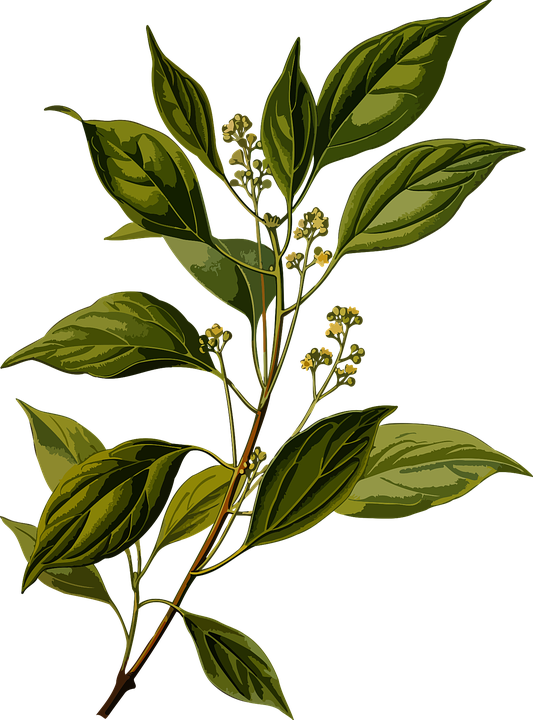 branch 2022575 960 720.png
