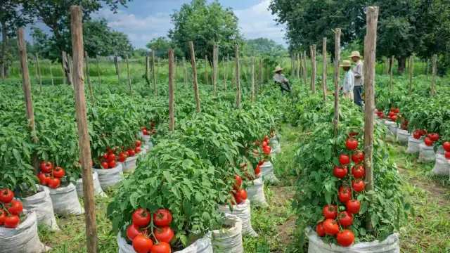 Crazy Kanairo Farming.webp
