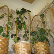 IMG 6477